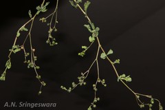 Corbichonia decumbens